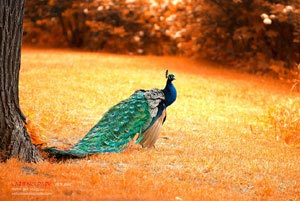 波黑力压挪威，欧国联争夺激烈升级